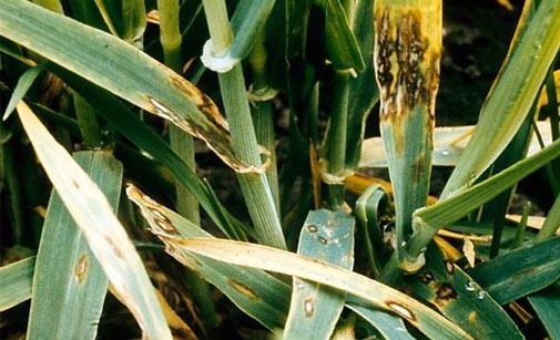 
          Rhynchosporiose de l'orge (Rhynchosporium secalis)
