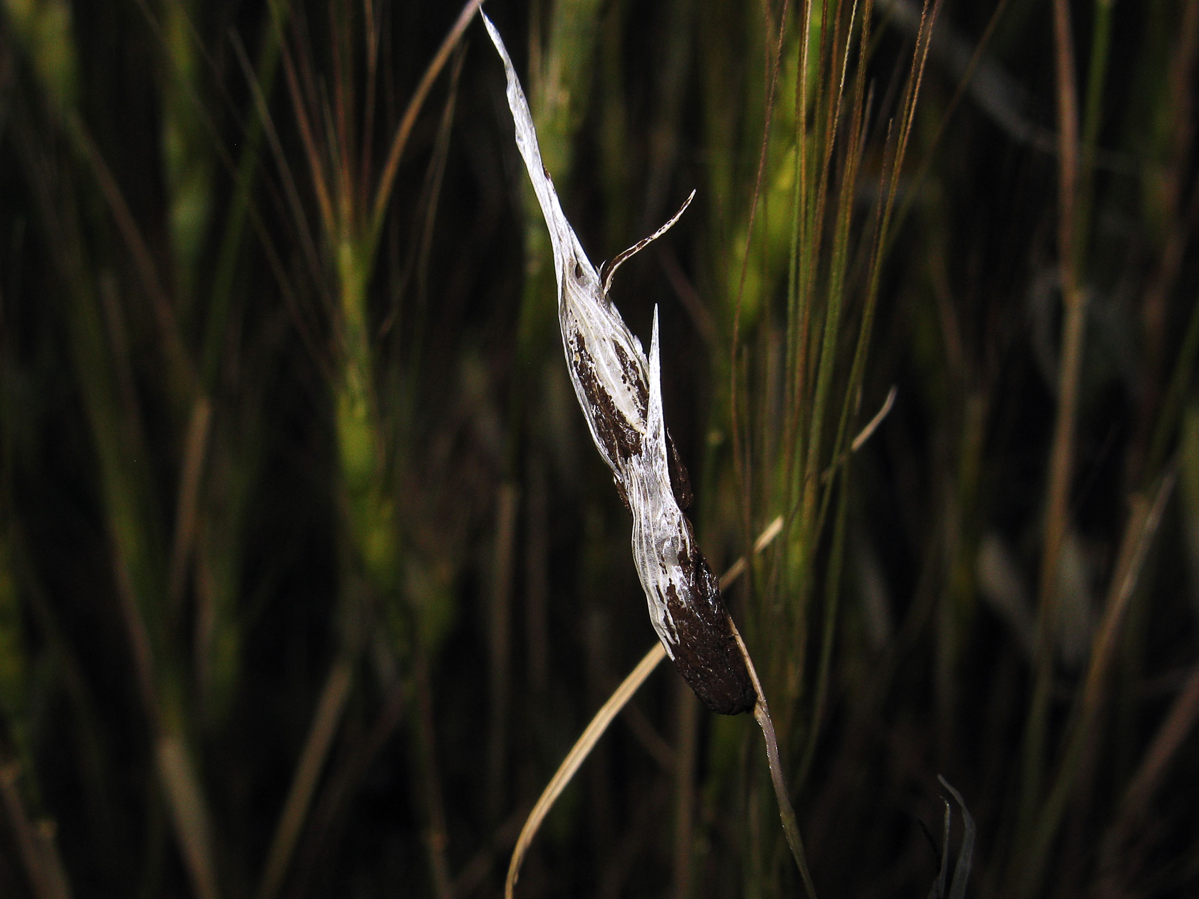 
          Faux charbon nu (Ustilago nigra) 