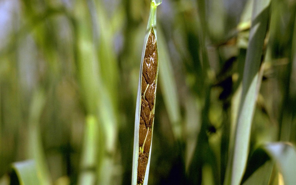 
          Faux charbon nu (Ustilago nigra)