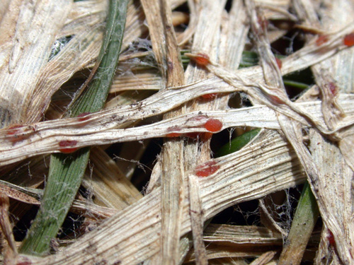 
          Typhula incarnata (Moisissure des neiges des céréales)