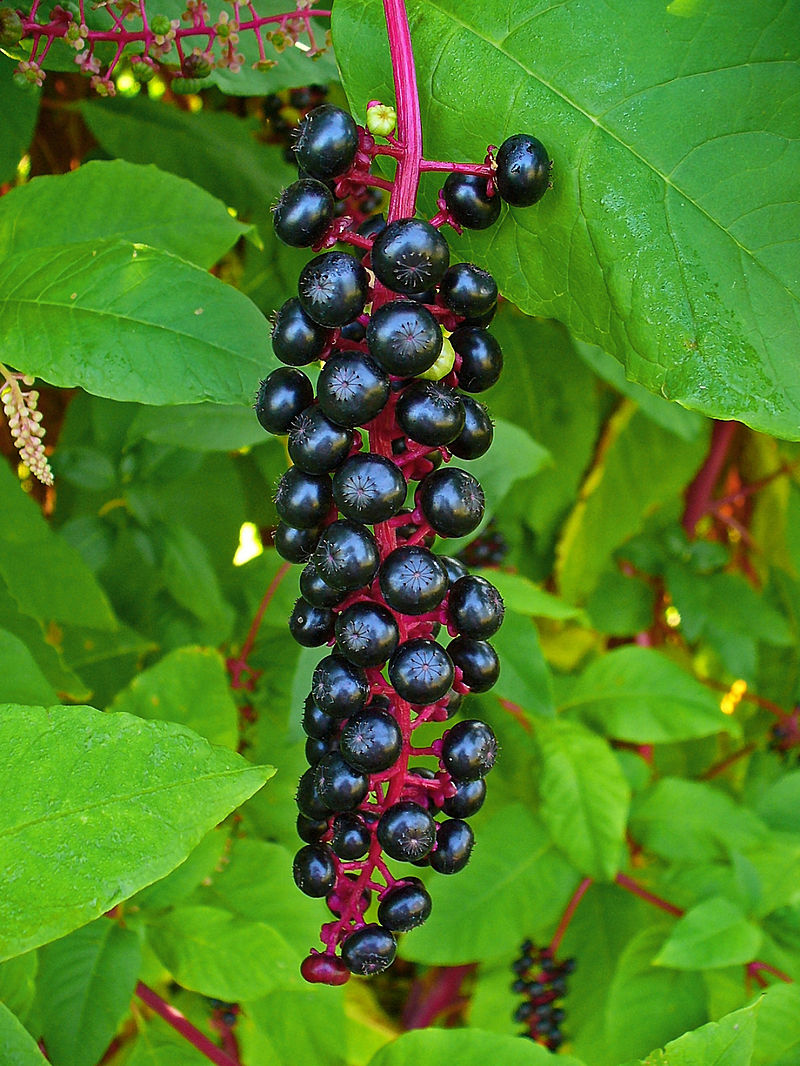 
          Raisin d'Amérique (Phytolacca americana)