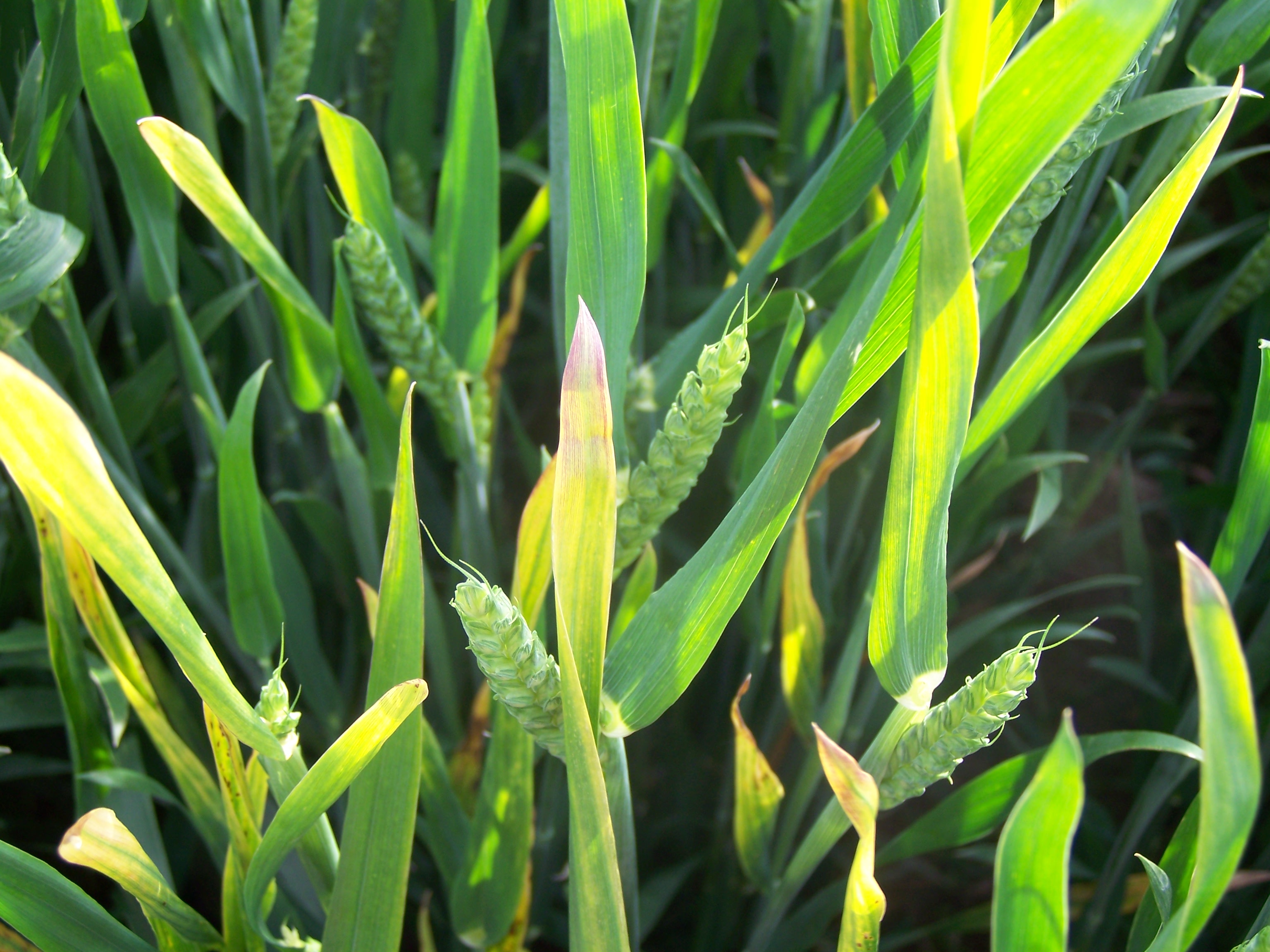 
          Virus des feuilles jaunes du blé (Wheat yellow leaf virus) 