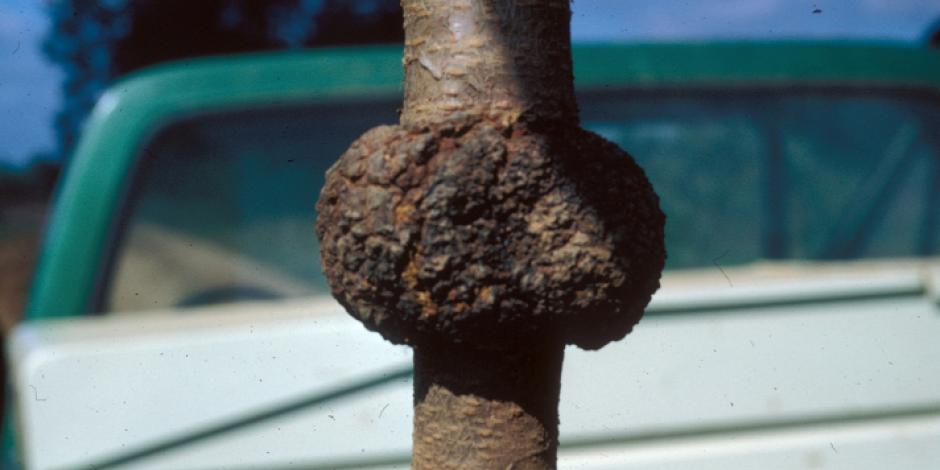 
          Galle du collet (Agrobacterium tumefaciens)