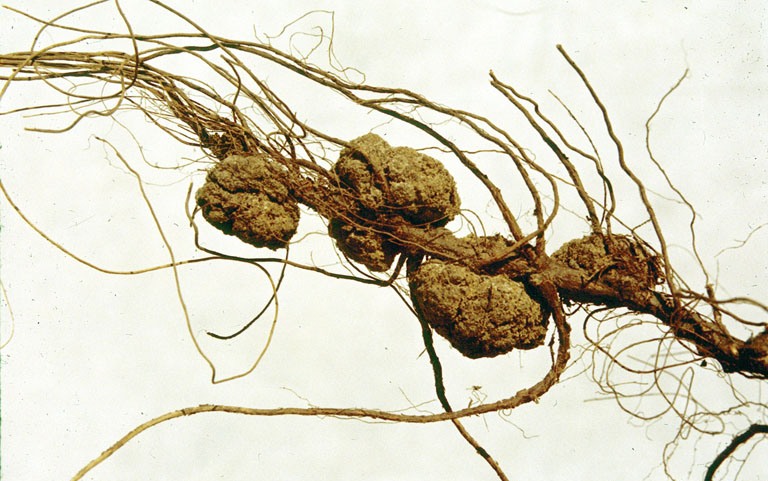 
          Galle du collet (Agrobacterium tumefaciens)
