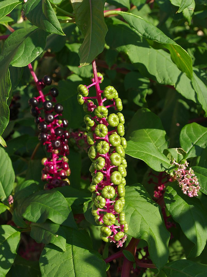 
          Raisin d'Amérique (Phytolacca americana)