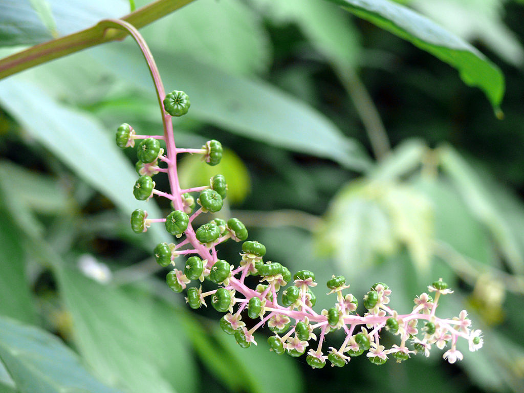 
          Raisin d'Amérique (Phytolacca americana)