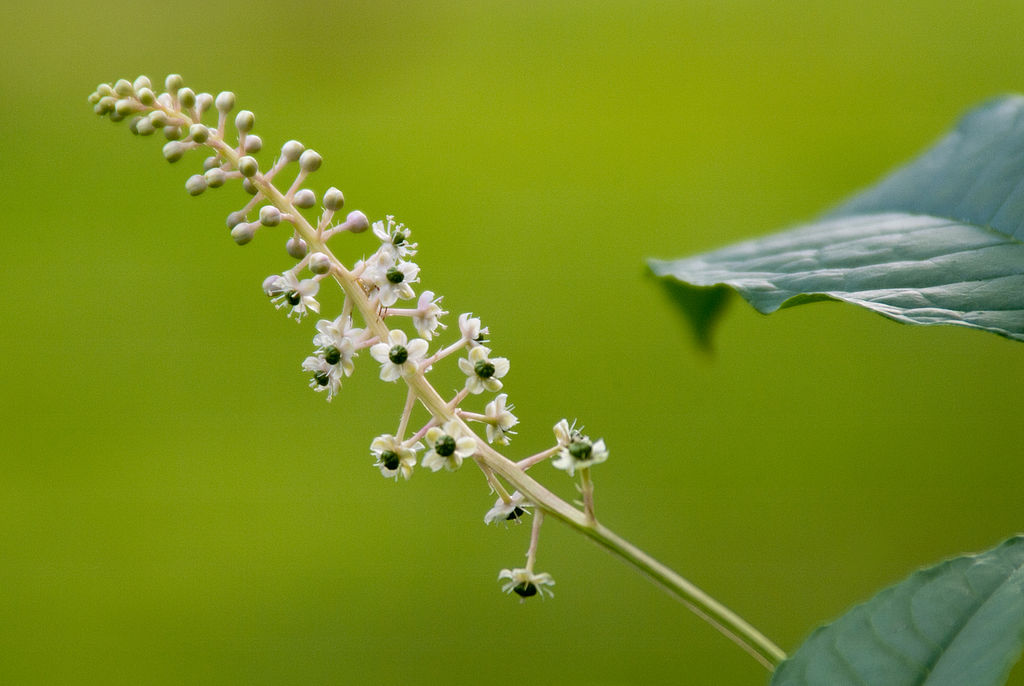 
          Raisin d'Amérique (Phytolacca americana)