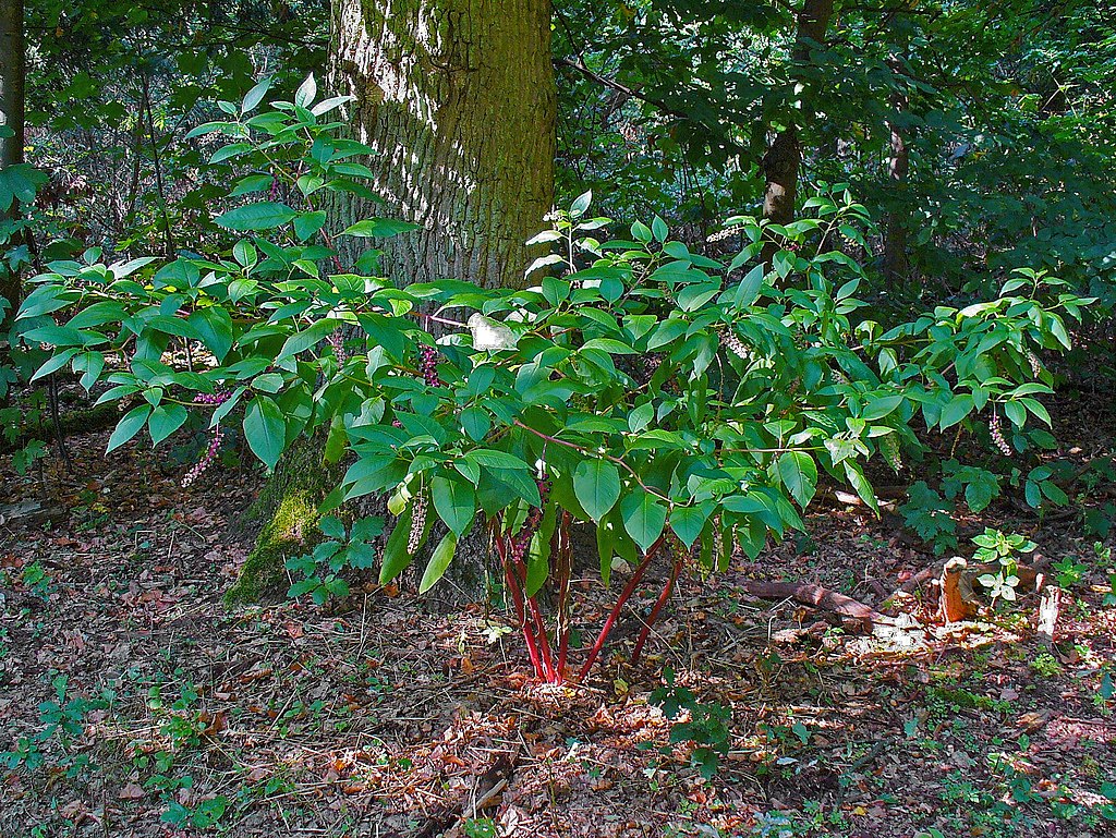 
          Raisin d'Amérique (Phytolacca americana)