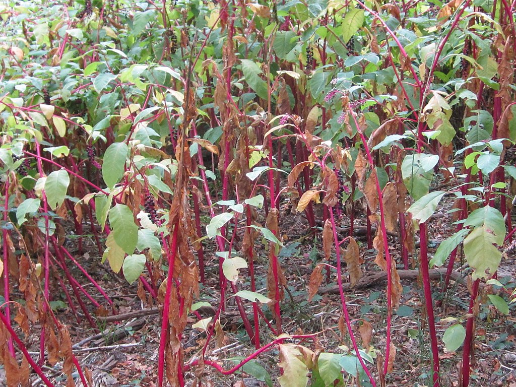 
          Raisin d'Amérique (Phytolacca americana)