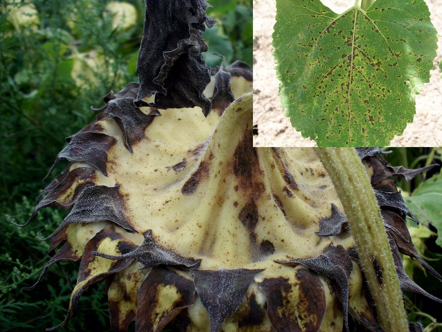 
           Alternaria helianthi (Alternariose du tournesol)