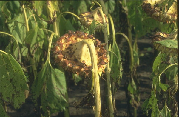 
           Alternaria helianthi (Alternariose du tournesol)