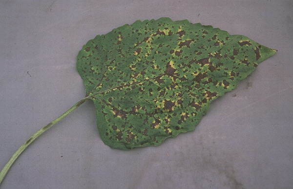 
           Alternaria helianthi (Alternariose du tournesol) 
