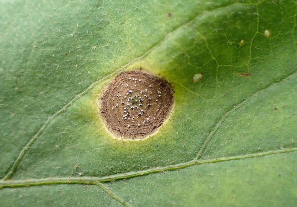 
          Myrothecium roridum (Taches foliaires à Myrothecium)