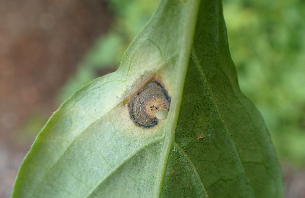 
          Myrothecium roridum (Taches foliaires à Myrothecium)