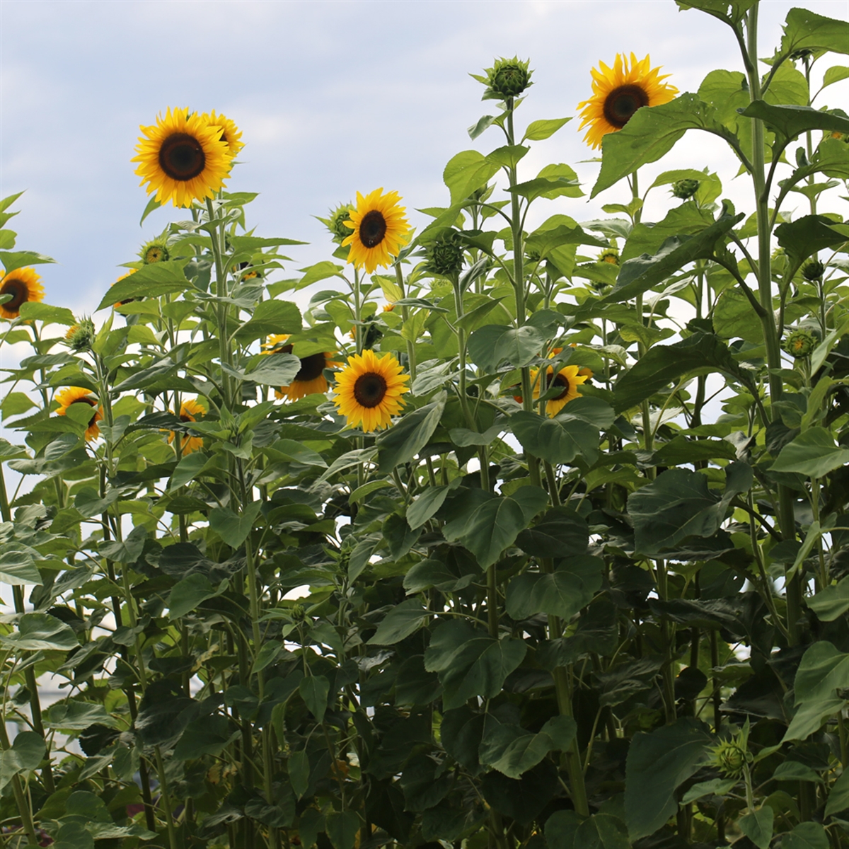 
          Le Phoma du tournesol (Phoma macdonaldii)