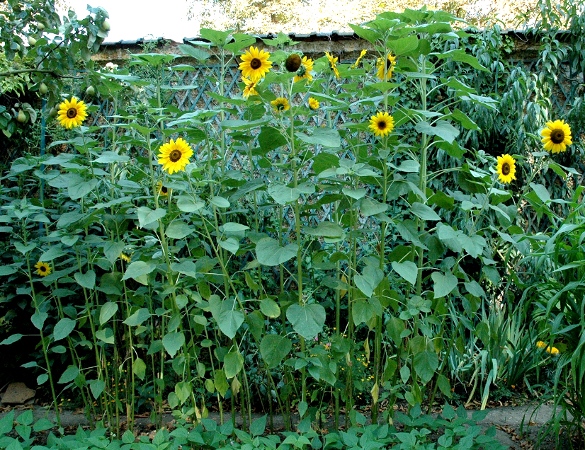 
          Le Phoma du tournesol (Phoma macdonaldii)