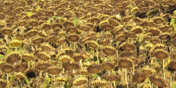 
          Le Phoma du tournesol (Phoma macdonaldii)