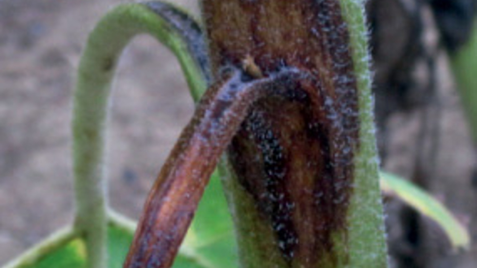 
          Phomopsis du tournesol (Phomopsis helianthi)