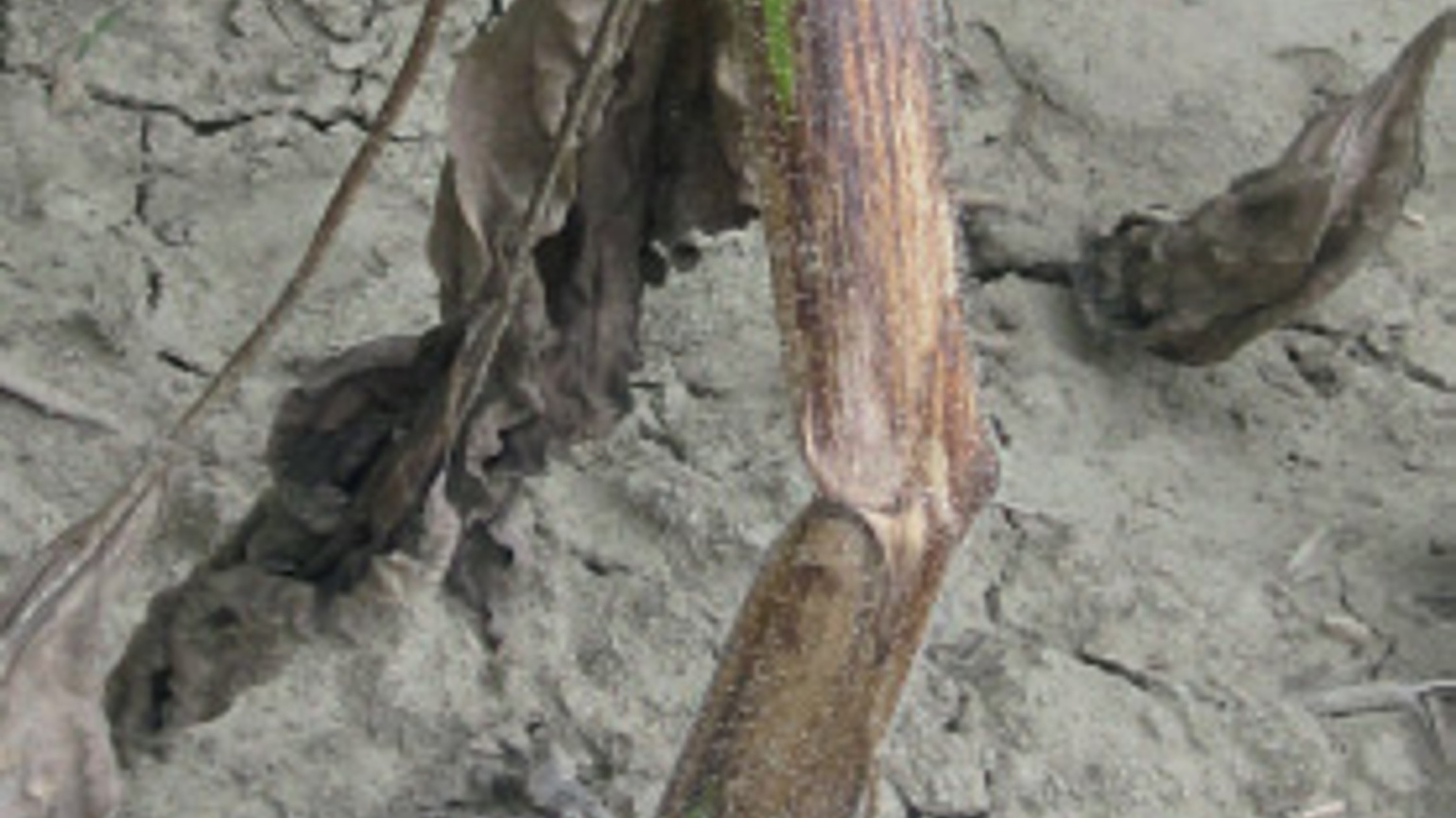 
          Phomopsis du tournesol (Phomopsis helianthi)
