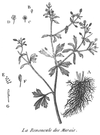
          Renoncule des marais (Ranunculus paludosus Poir)
