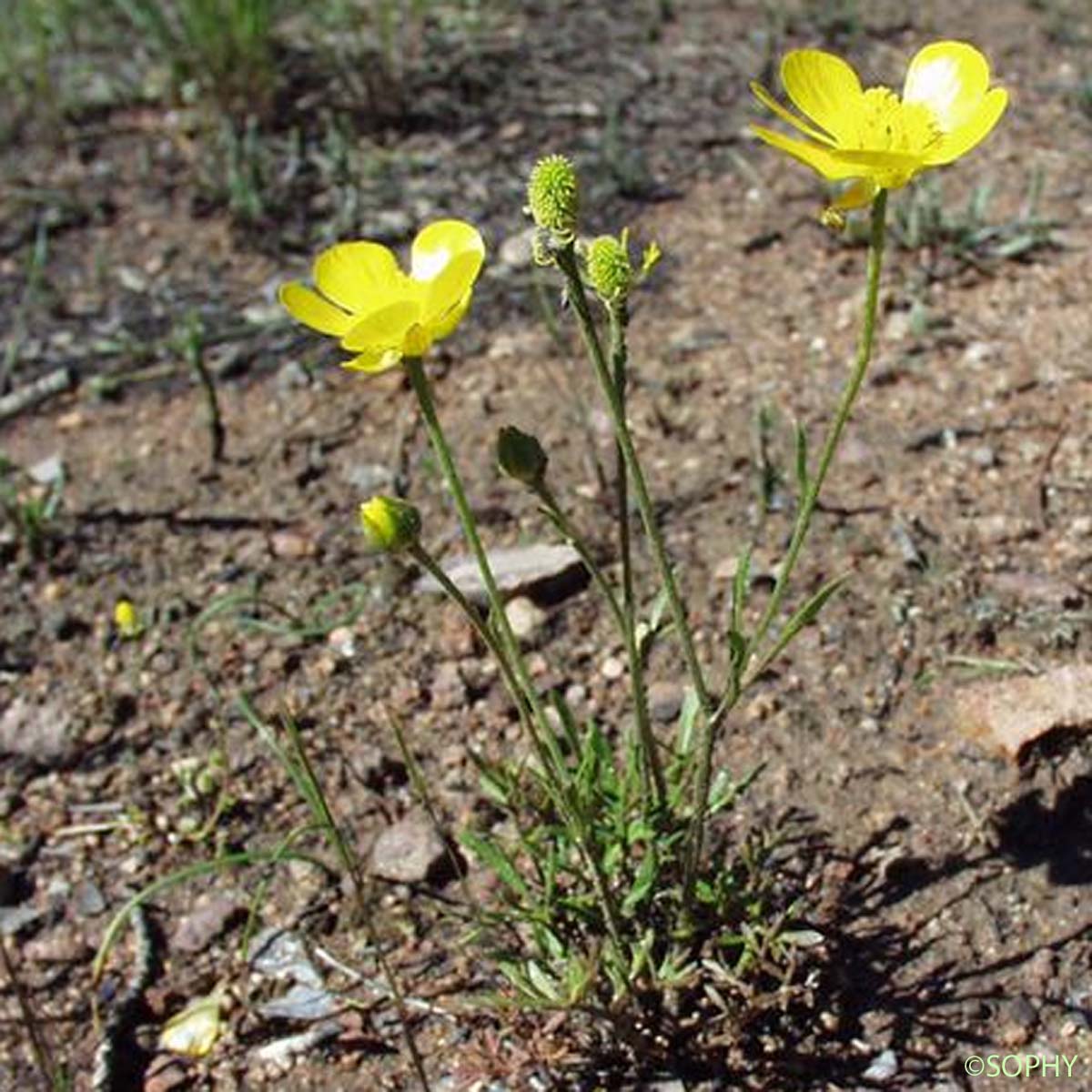 
          Renoncule des marais (Ranunculus paludosus Poir)