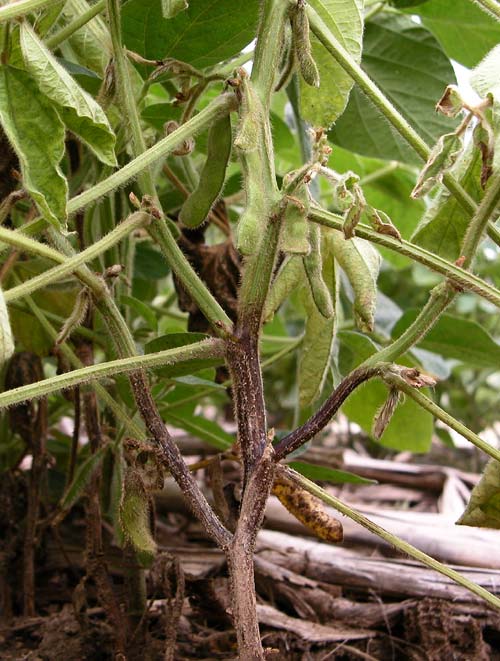 
          Phytophthora stem rot (Pourriture phytophthoréenne des racines et de la tige)