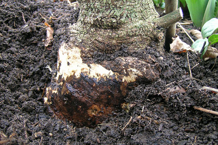 
          Phytophthora stem rot (Pourriture phytophthoréenne des racines et de la tige)