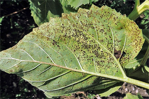 
          Rouille noire du tournesol (Puccinia helianthi)