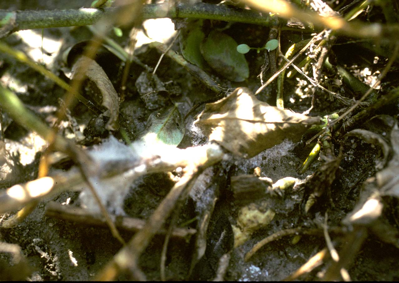 
          Sclerotinia minor (Sclérotiniose mineure)