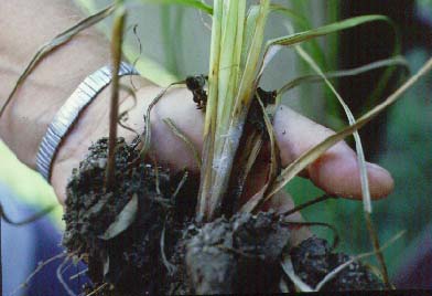 
          Sclerotinia minor (Sclérotiniose mineure)