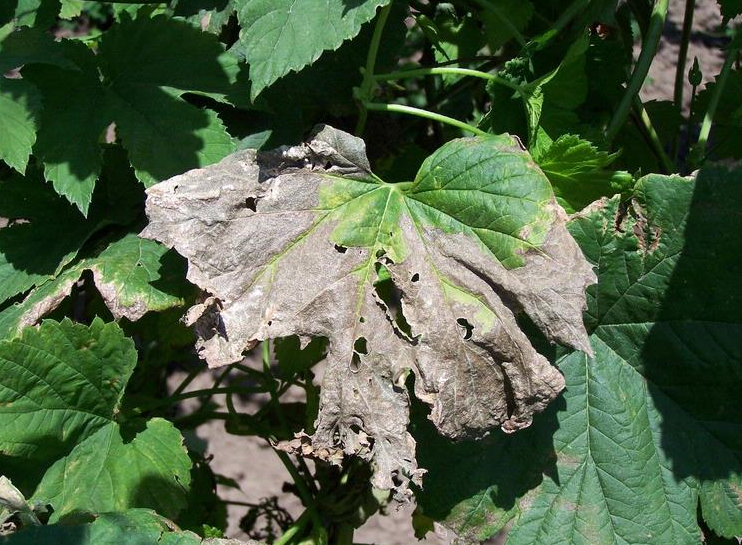 
          Verticilliose du tournesol (Verticillium albo-atrum)