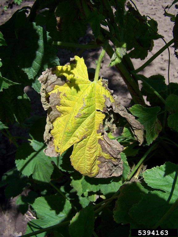 
          Verticilliose du tournesol (Verticillium albo-atrum)