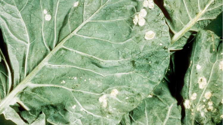 
          Albugo tragopogonis (Rouille blanche à Albugo)