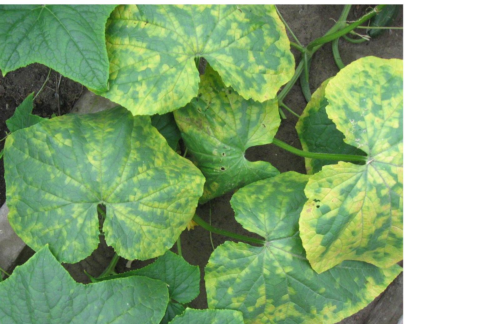 
          Virus de la marbrure chlorotique du tournesol (SuCMoV, Sunflower Chlorotic Mottle virus)