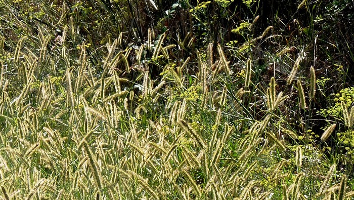 
          Sétaire glauque (Setaria glauca)