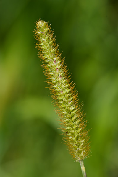 
          Sétaire glauque (Setaria glauca)
