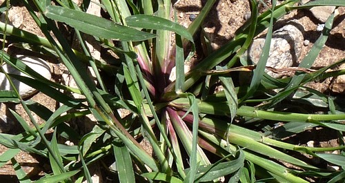 
          Sétaire glauque (Setaria glauca)