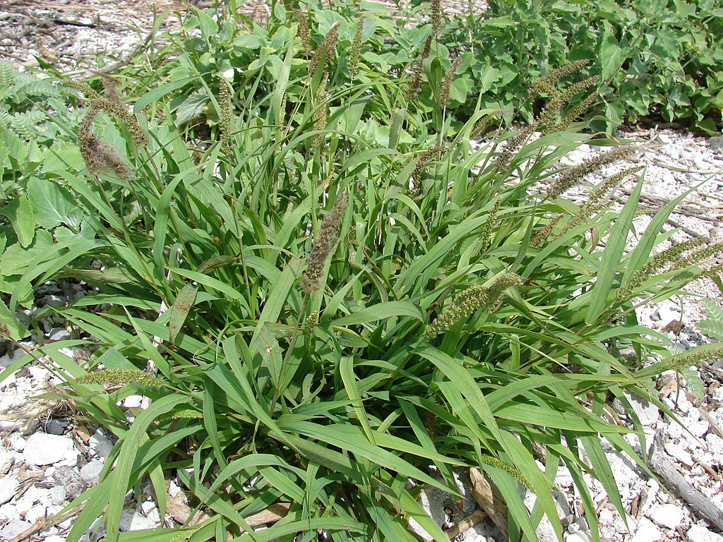 
          Setaria verticillata (Sétaire verticillée)