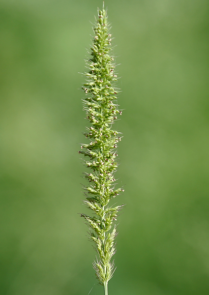 
          Setaria verticillata (Sétaire verticillée)