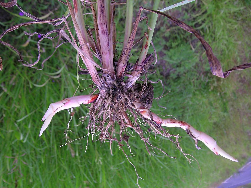 
          Sorgho d'Alep (Sorghum halepense)