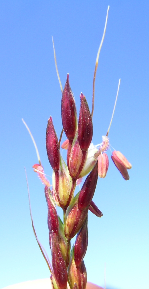 
          Sorgho d'Alep (Sorghum halepense)