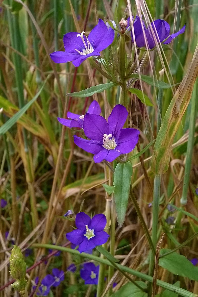 
          Spéculaire miroir de Vénus:  une magnifique plante à fleurs bleu violacé 