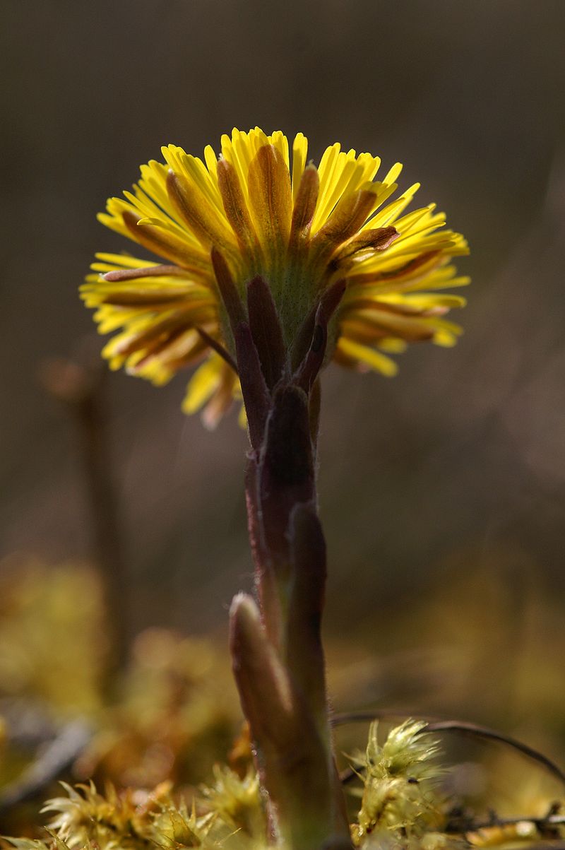 
          Tussilage (Tussilago farfara)