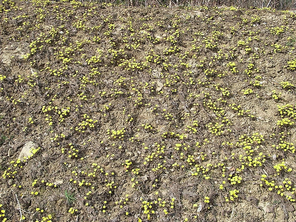 
          Tussilage (Tussilago farfara)