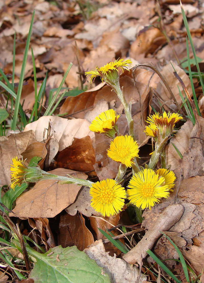 
          Tussilage (Tussilago farfara)
