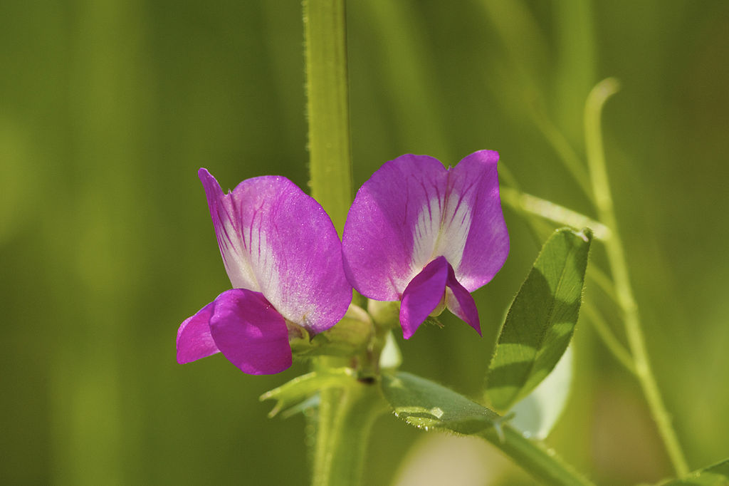 
          Vicia sativa - La Vesce commune