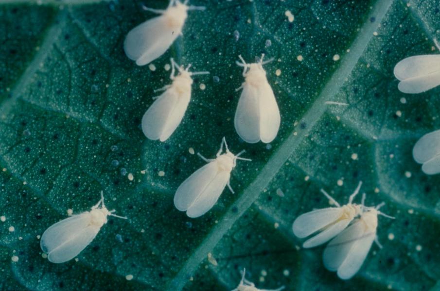 
          Abamectine (insecticide - acaricide)