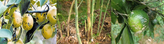 
          Bénomyl - Benlate