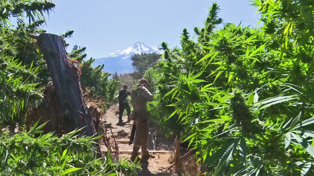 
          Carbofuran - Pesticides à base de carbamate