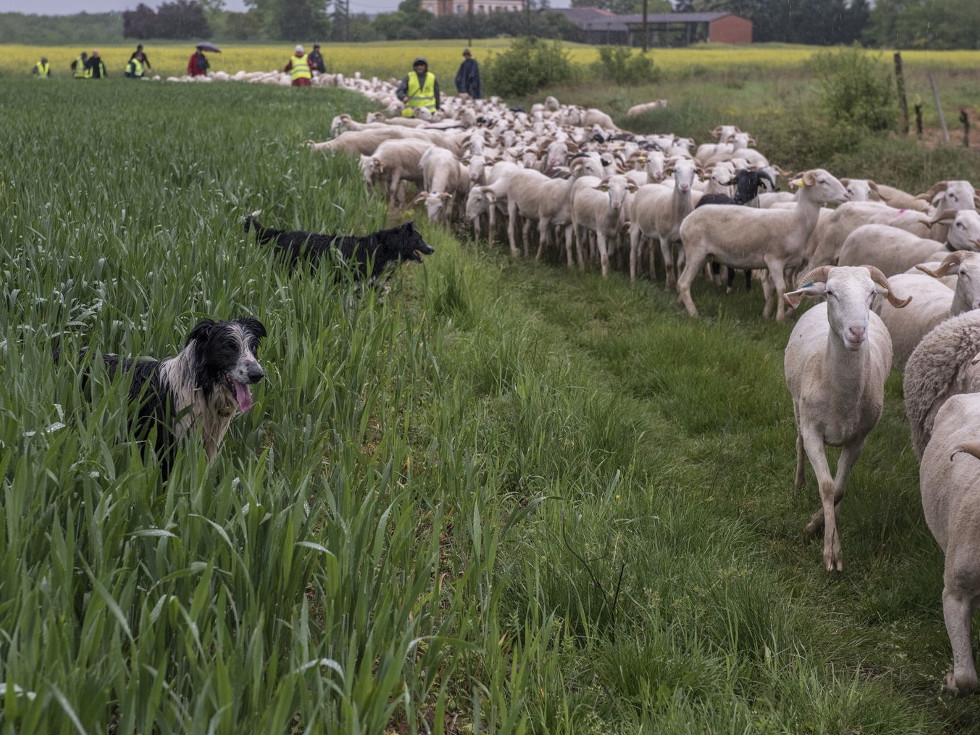 
          L’agriculture, face aux défis énergétique et climatique / Les gaz à effet de serre